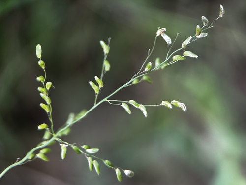 Forest Hood Grass (Sacciolepis curvata)