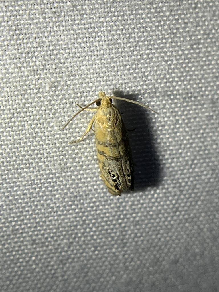 Pelochrista fraudabilis