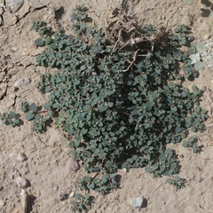 Euphorbia cinerascens