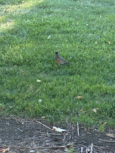 American Robin