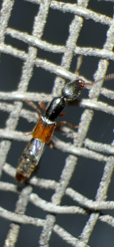 Red-winged Rove Beetle