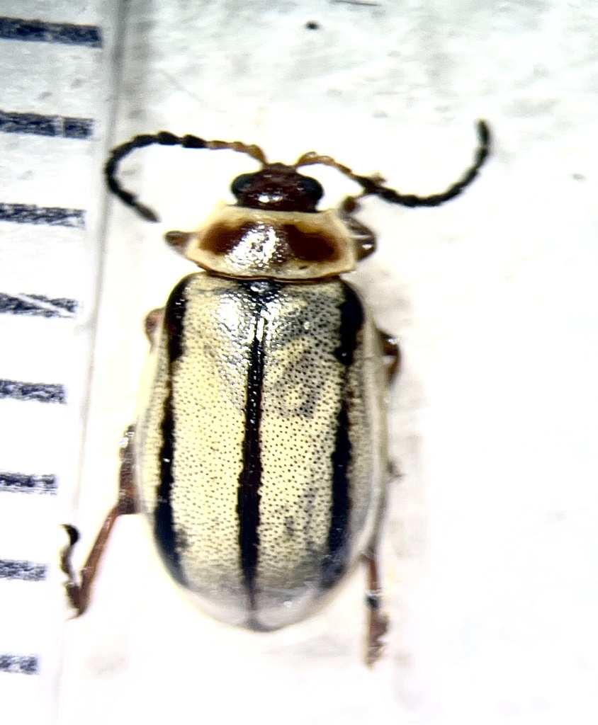 Kuschelina miniata