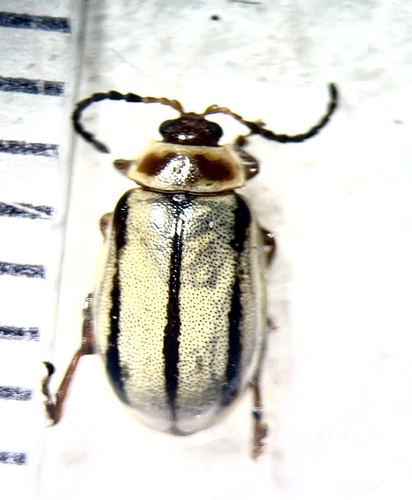 Kuschelina miniata