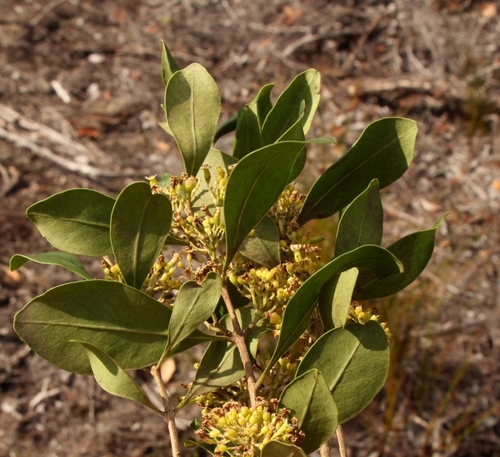 Cape Hardpear (Olinia capensis)