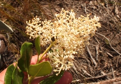Olea capensis capensis