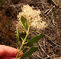 Olea capensis capensis