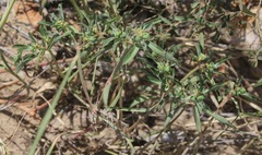 Euphorbia exstipulata