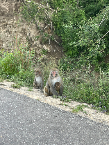 Rhesus Macaque