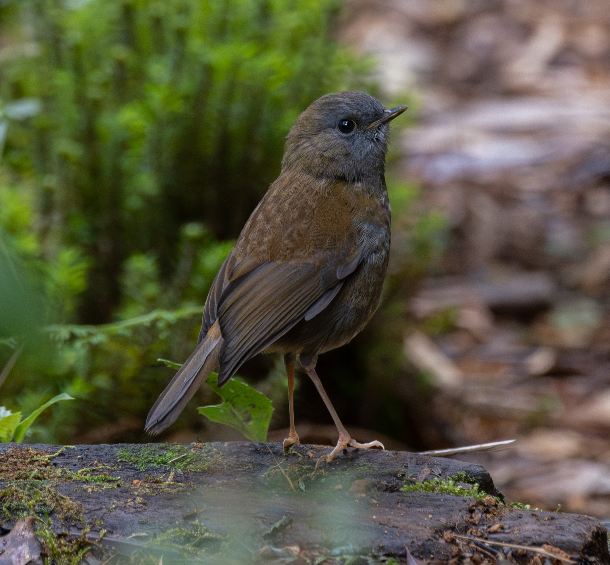 Black-billed Nightingale-Thrush illustration