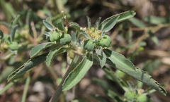 Euphorbia exstipulata