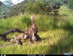 Meleagris gallopavo mexicana