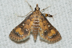 Niphograpta albiguttalis