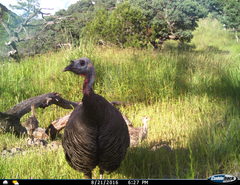 Meleagris gallopavo mexicana