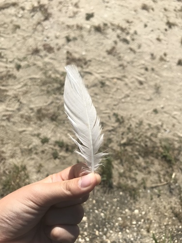 Plume de Mouette atricille