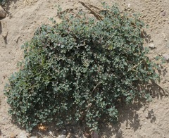 Euphorbia cinerascens