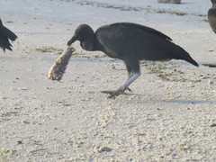 Chilomycterus spinosus