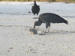 Chilomycterus spinosus