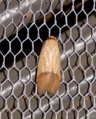 Tachystola stenoptera