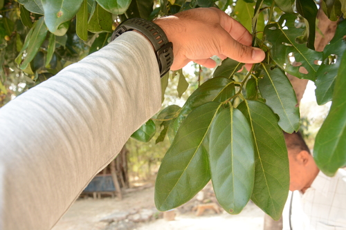 Diospyros maritima, photograph 6