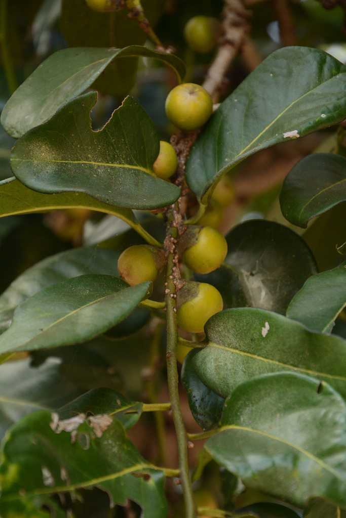 Cẩm thị – Diospyros maritima