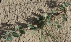 Euphorbia capitellata