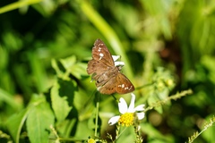 Seseria formosana