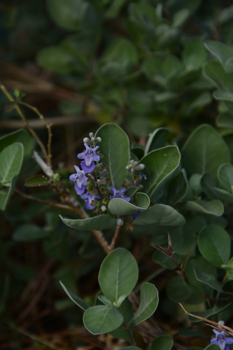 Beach Vitex