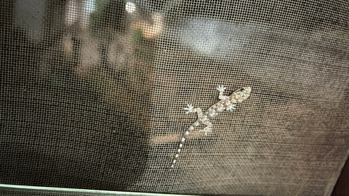 Tropical House Gecko