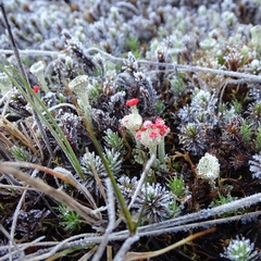 Cladonia borealis