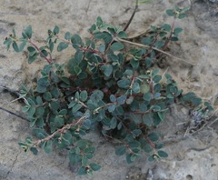 Euphorbia cinerascens
