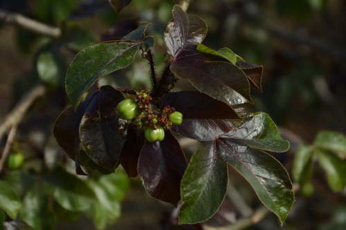 Bellyache Bush