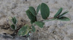 Euphorbia capitellata