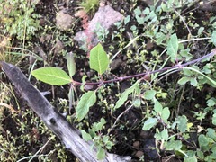 Lonicera arizonica