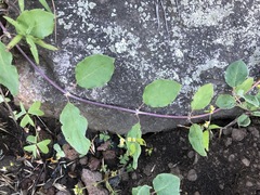 Lonicera arizonica