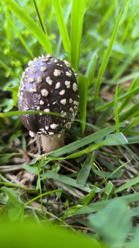 Amanita ibotengutake