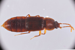 Acidota crenata