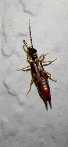 Lesser Earwig photo 4
