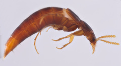 Ischnosoma lecontei