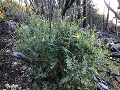Polemonium pauciflorum pauciflorum