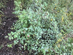 Lonicera arizonica