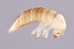 Scydmaeninae