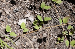 Lonicera arizonica