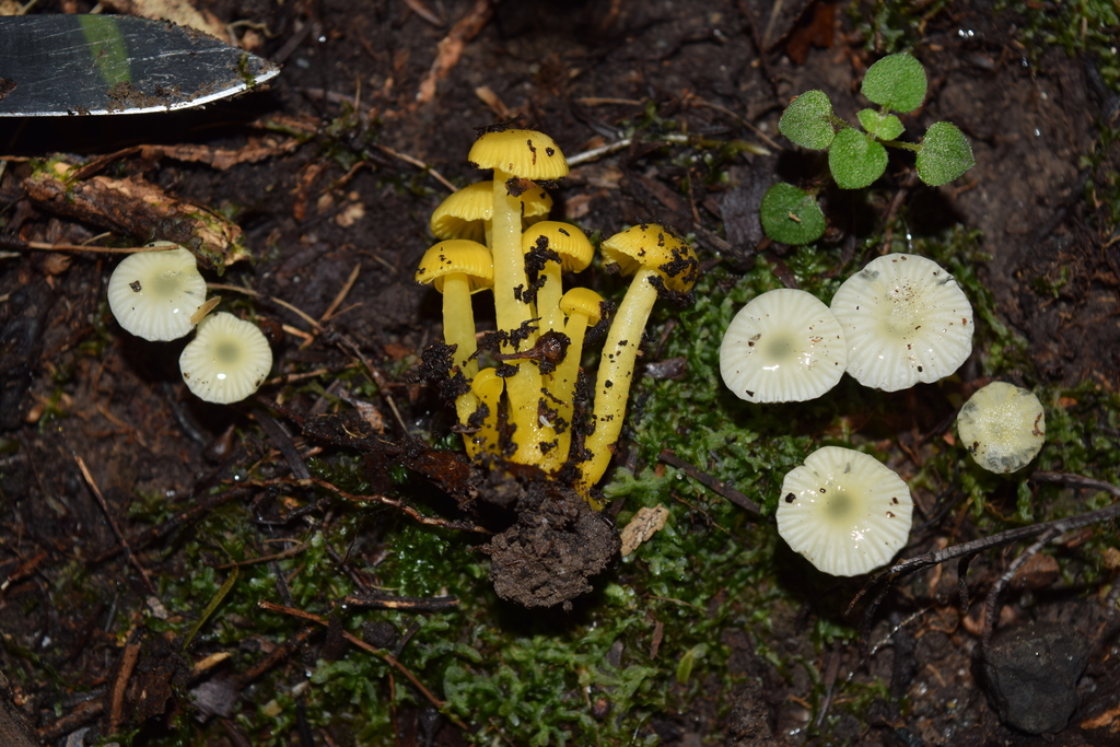 Gloioxanthomyces chromolimoneus · July 2025 · photo: © davidwhyte (iNaturalist, cc-by-sa)