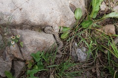 Crotalus pricei