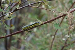 Agapema homogena