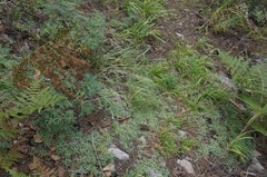 Antennaria marginata