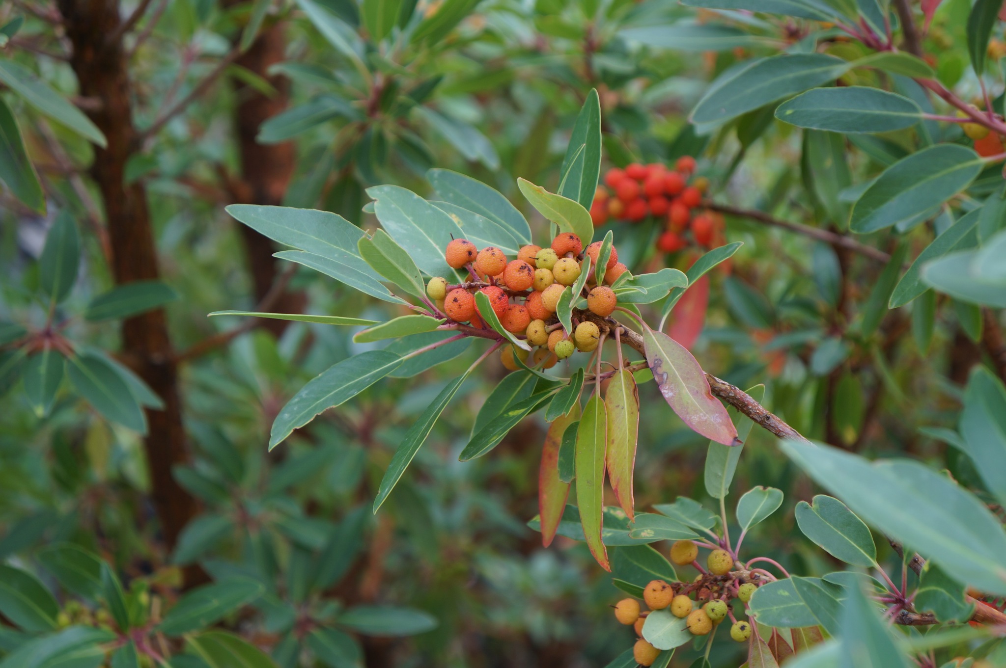 Arbutus arizonica