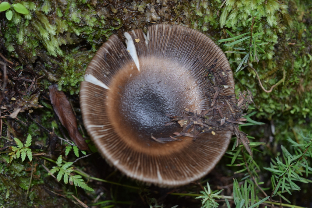 Amanita pekeoides · July 2025 · photo: © davidwhyte (iNaturalist, cc-by-sa)