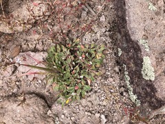 Eriogonum jamesii