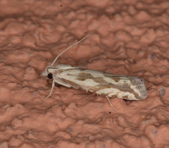 Pelochrista serpentana